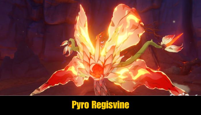 Pyro Regisvine